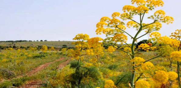 Alta Murgia National Park